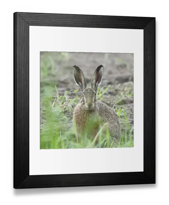 Framed Print : European hare (Lepus europaeus) sitting on a freshly harrowed field