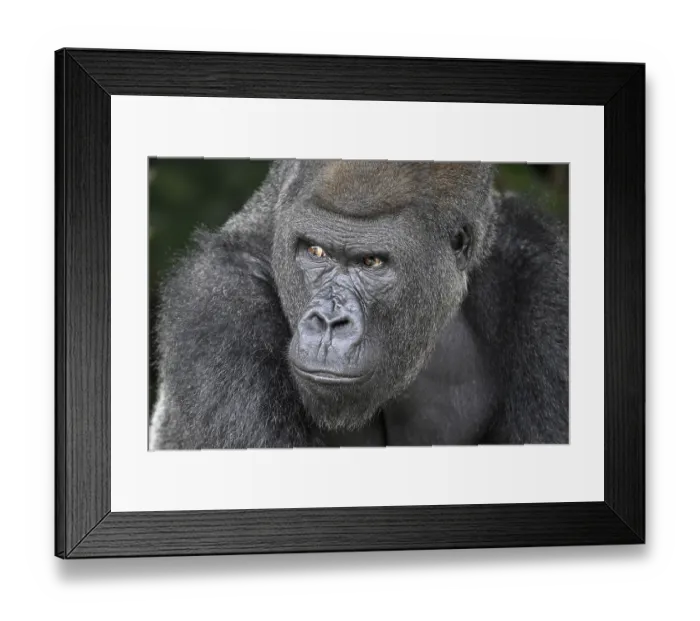 Framed Print : Western lowland gorilla (Gorilla gorilla gorilla)