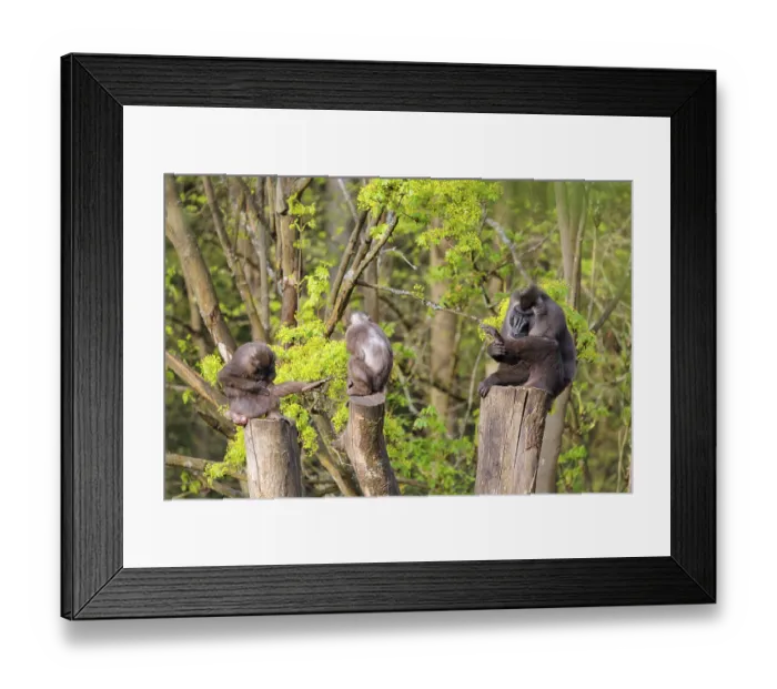 Framed Print : Three Drills (Mandrillus leucophaeus) Framed Print : Three Drills (Mandrillus leucophaeus)