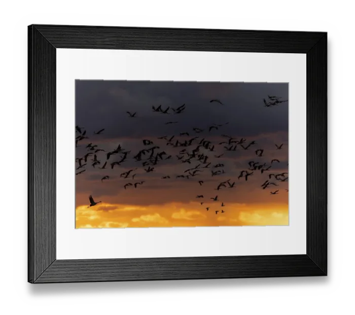 Framed Print : Crane flies in impressive sunset light
