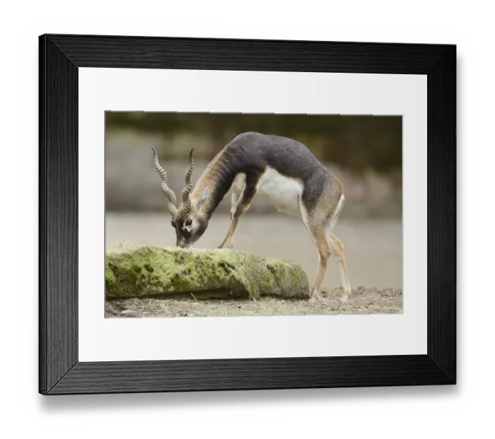 Framed Print : Close-up of a blackbuck (Antilope cervicapra) male