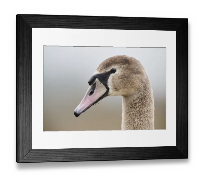 Framed Print : Mute swan (Cygnus olor) portrait