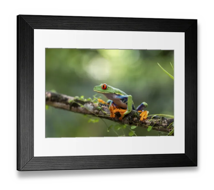 Framed Print : Red-eyed tree frog (Agalychnis callidryas)