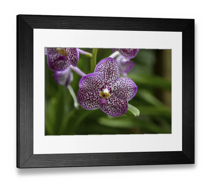 Framed Print : Orchid in Uncle Niyom's orchid garden Framed Print : Orchid in Uncle Niyom's orchid garden