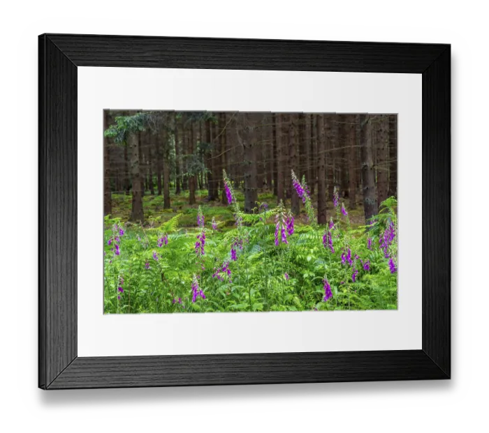 Framed Print : Struffelt nature reserve, forest near Roetgen-Rott Framed Print : Struffelt nature reserve, forest near Roetgen-Rott