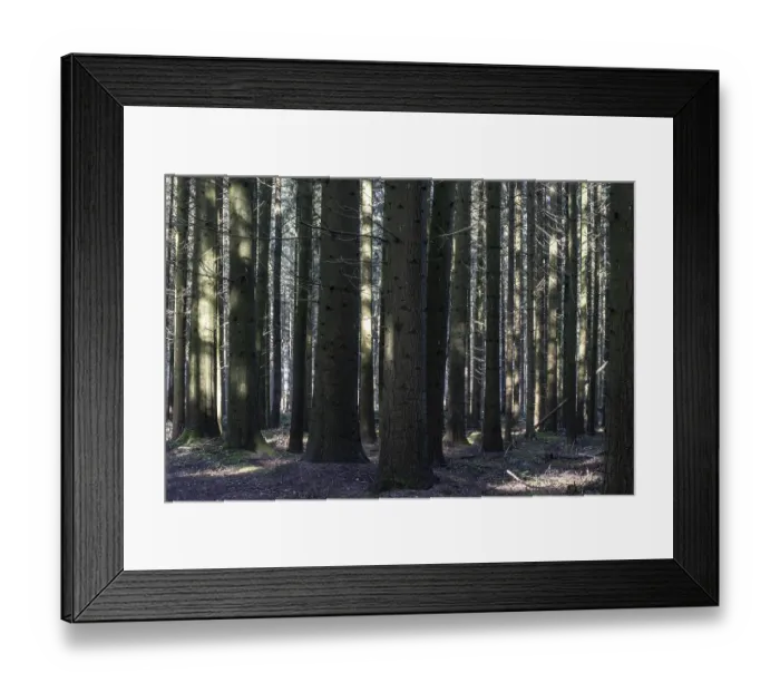 Framed Print : Light in a spruce forest (Picea abies) Framed Print : Light in a spruce forest (Picea abies)
