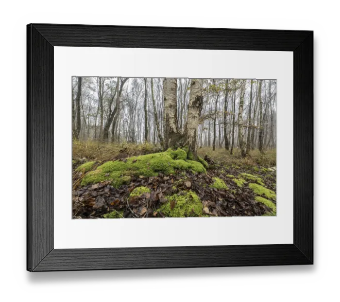 Framed Print : Fog in birch quarry forest (Betula pendula)