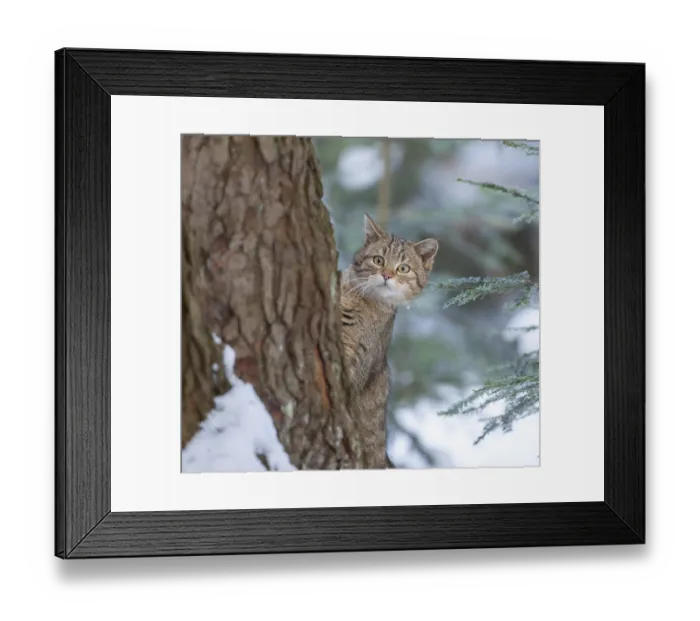 Framed Print : European wildcat (Felis silvestris) Framed Print : European wildcat (Felis silvestris)