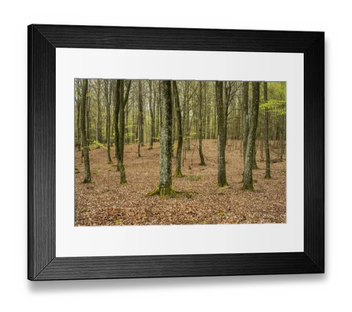 Framed Print : Beech forest in springtime in Ystad Municipality Framed Print : Beech forest in springtime in Ystad Municipality