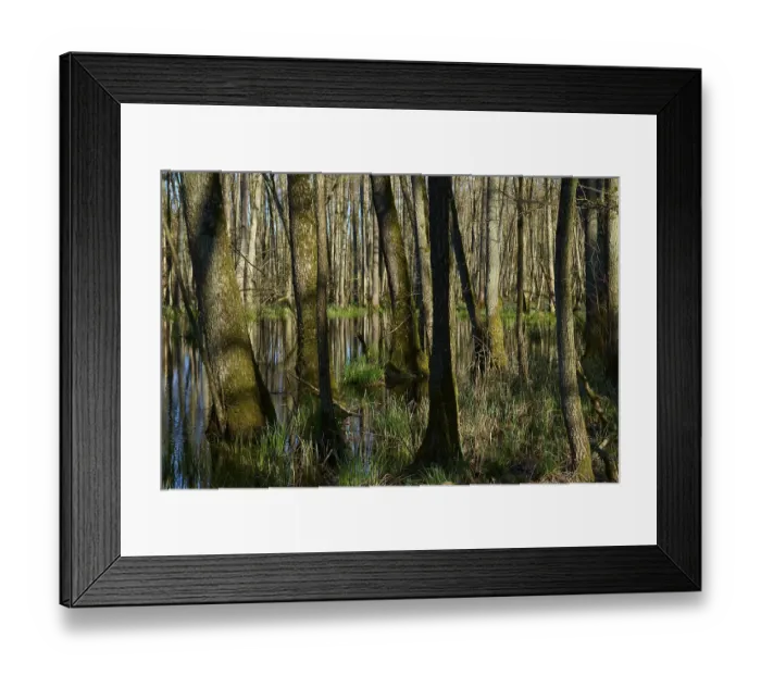 Framed Print : Dense alluvial forest with swampy water and green ground cover