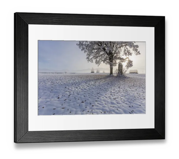 Framed Print : Tree with leaves in the morning light in front of mountains Framed Print : Tree with leaves in the morning light in front of mountains