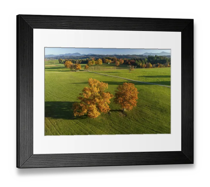 Framed Print : Aerial view of a meadow with trees Framed Print : Aerial view of a meadow with trees
