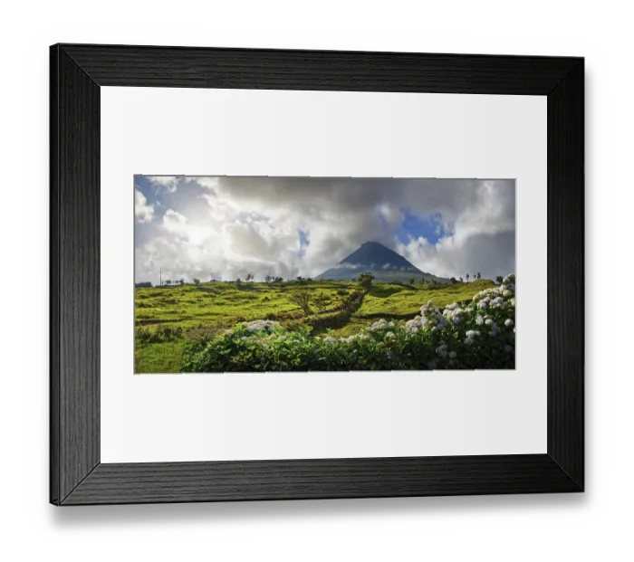 Framed Print : Wide panorama of a green landscape with the Pico volcano and a magnificent hedge of hydrangeas in the foreground
