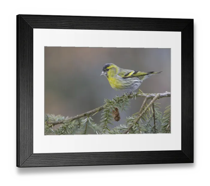 Framed Print : Eurasian Siskin (Spinus spinus) male