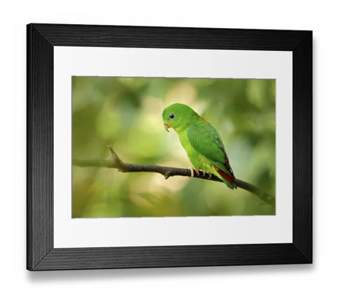 Framed Print : Blue-crowned hanging parrot, Loriculus galgulus Framed Print : Blue-crowned hanging parrot, Loriculus galgulus