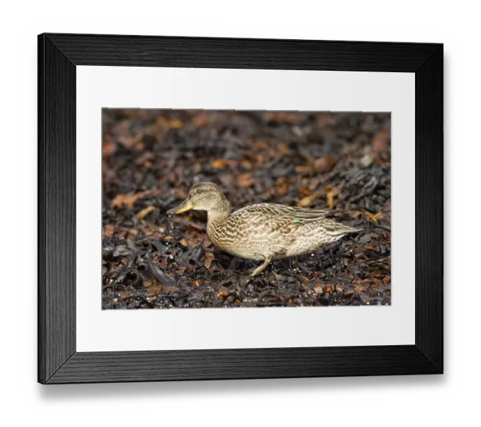 Framed Print : Eurasian Teal (Anas crecca) female foraging