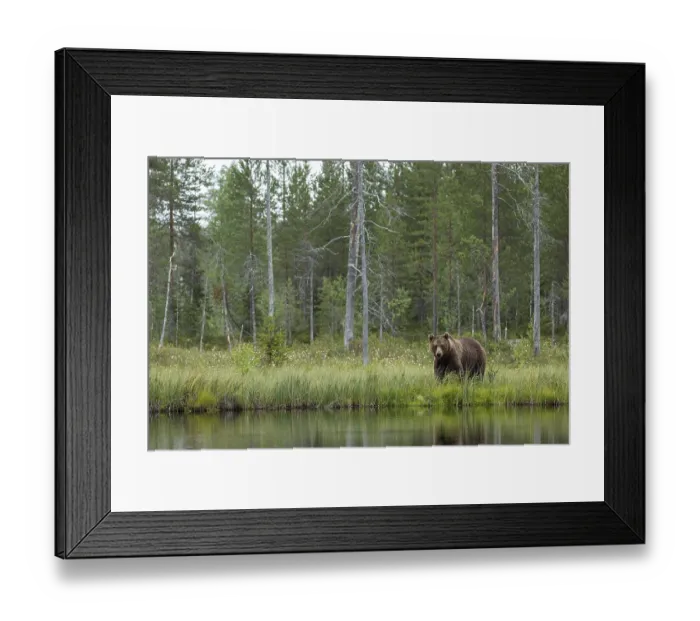 Framed Print : Brown Bear (Ursus arctos), on forest Framed Print : Brown Bear (Ursus arctos), on forest