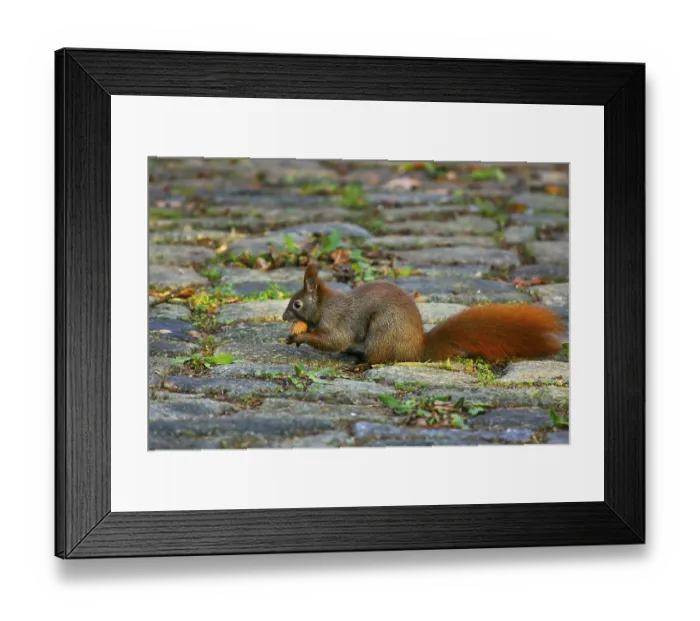 Framed Print : Eichhoernchen (Sciurus vulgaris) mit Walnuss