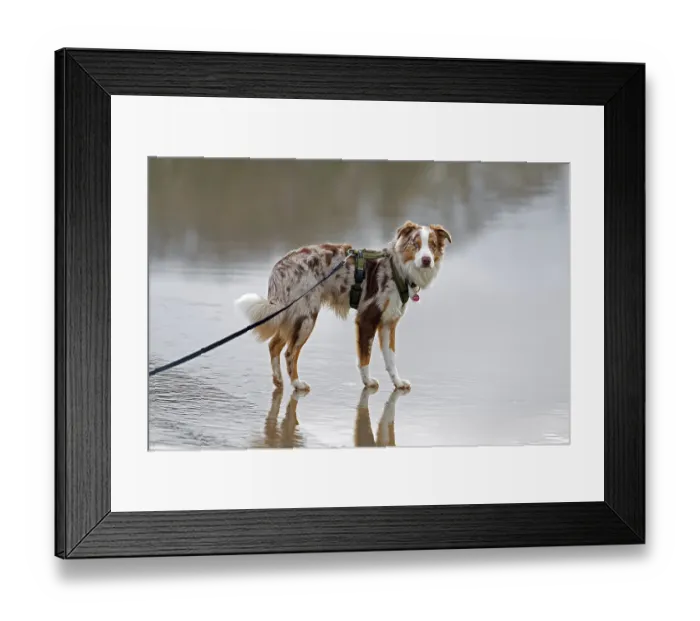 Framed Print : Australian Shepherd, Aussie, breed of herding dog from the United States Framed Print : Australian Shepherd, Aussie, breed of herding dog from the United States