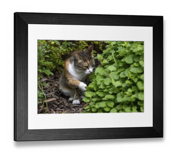 Framed Print : Cat, European shorthair, felidae (Felis catus) Framed Print : Cat, European shorthair, felidae (Felis catus)