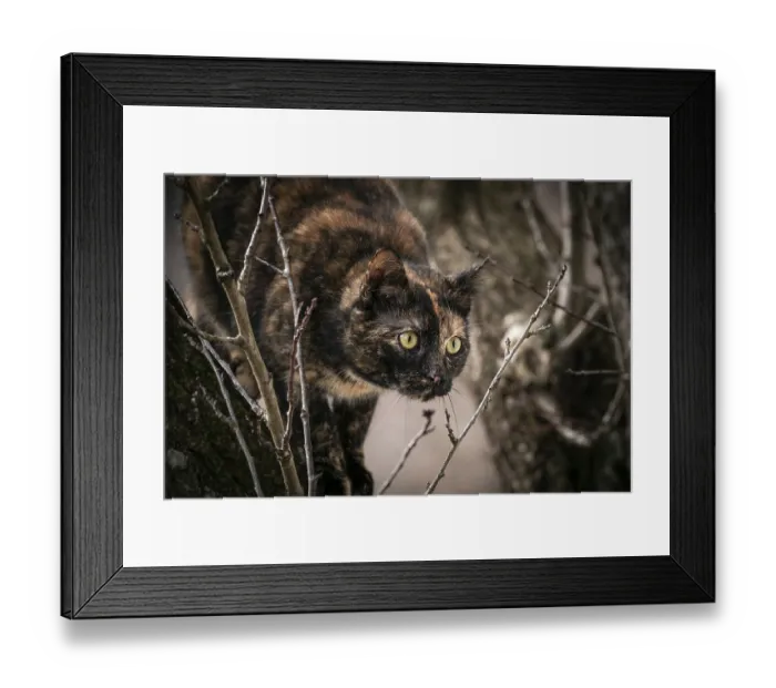 Framed Print : Tortoiseshell cat (Felis Catus) with alert gaze in a tree