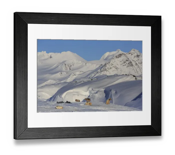 Framed Print : Greenland dogs, huskies, in front of snowy mountains