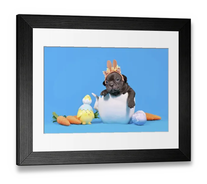 Framed Print : Cute black French Bulldog dog puppy with Easter bunny ears sitting in egg shell on blue background with decorative