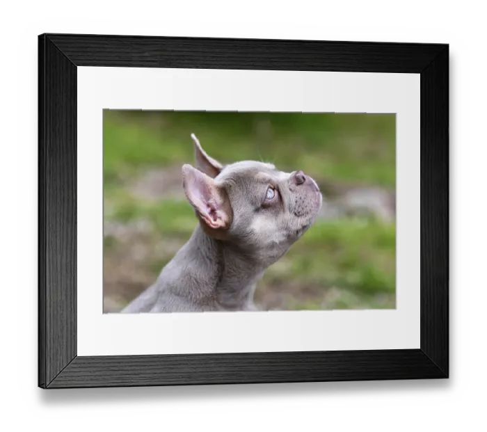 Framed Print : Side profile view of New Shade Isabella colored French Bulldog dog with very light blue eyes
