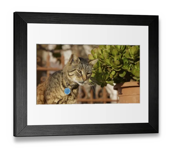 Framed Print : Tabby cat looks thoughtfully next to a pot with green plants Framed Print : Tabby cat looks thoughtfully next to a pot with green plants