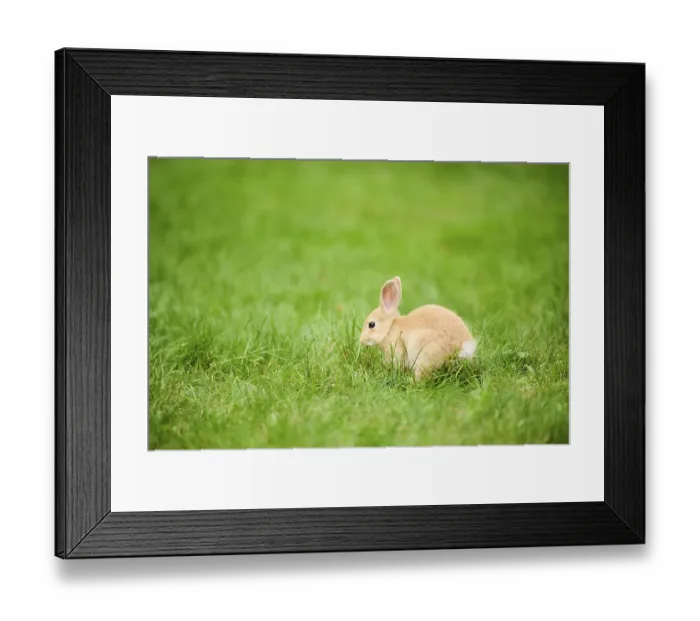 Framed Print : Domesticated rabbit (Oryctolagus cuniculus forma domestica) sitting on a meadow