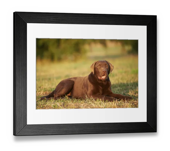 Framed Print : Close-up of a Labrador Retriever on a meadow in late summer Framed Print : Close-up of a Labrador Retriever on a meadow in late summer