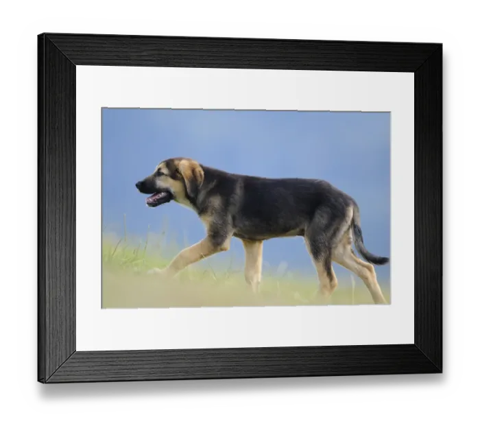 Framed Print : Mixed breed puppy running on a green meadow Framed Print : Mixed breed puppy running on a green meadow