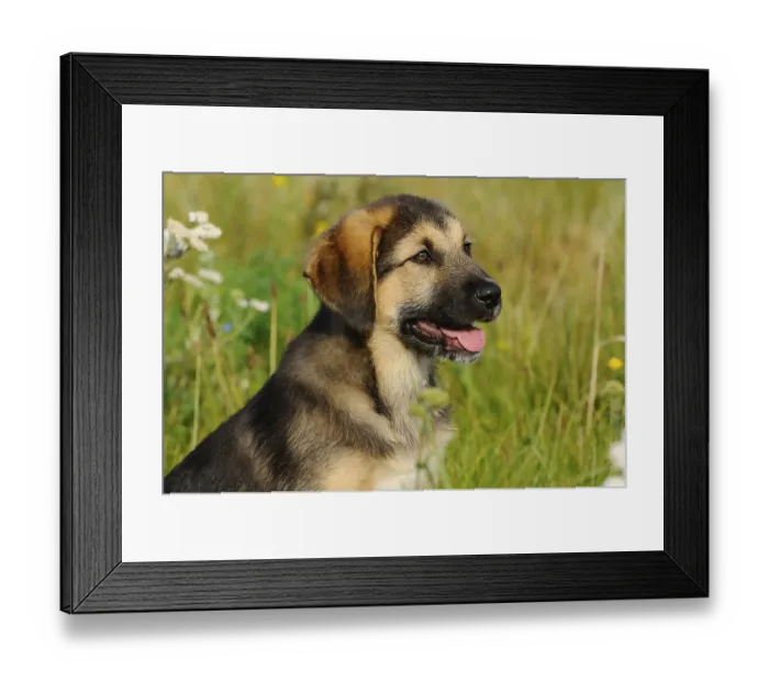 Framed Print : A puppy with hanging tongue sits on a sunny meadow Framed Print : A puppy with hanging tongue sits on a sunny meadow