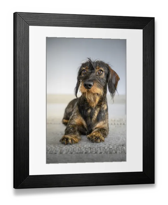 Framed Print : Rough-haired dachshund (Canis lupus familiaris)