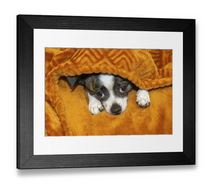 Framed Print : A small dog finds shelter under a soft