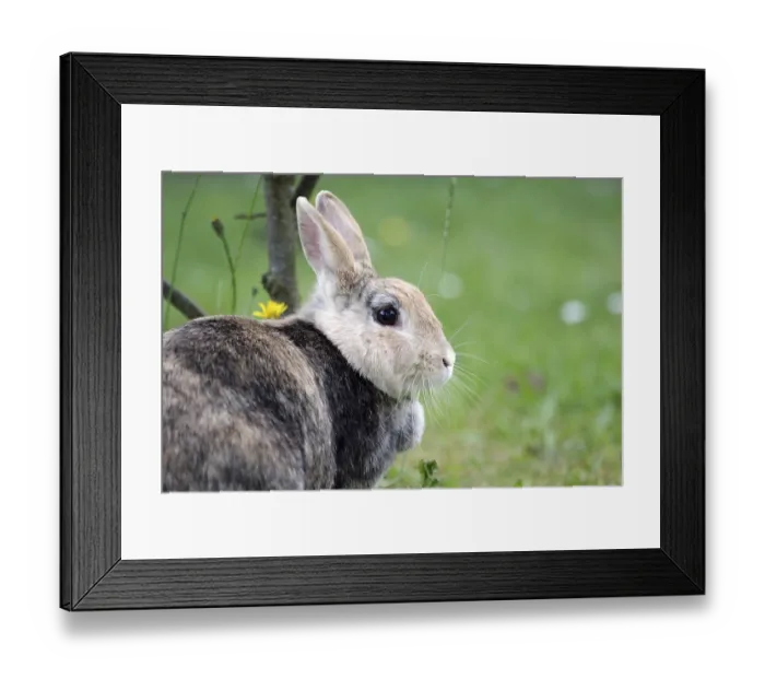 Framed Print : Rabbit (Oryctolagus cuniculus domestica)