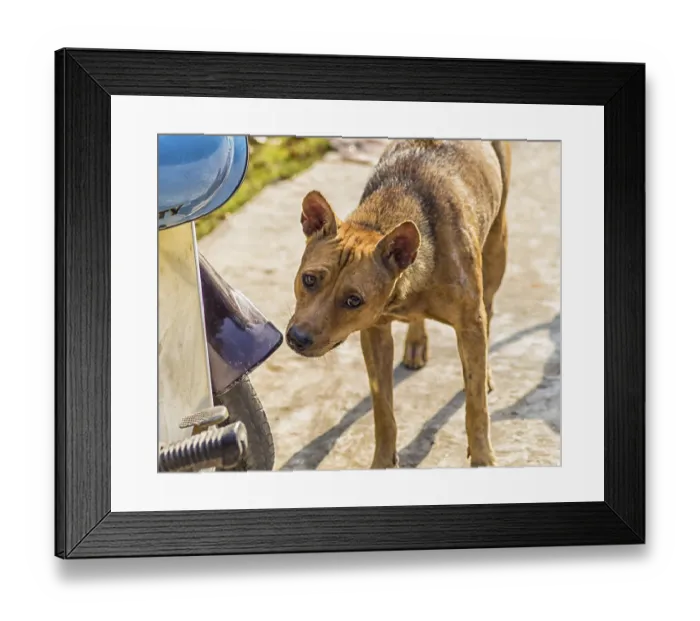 Framed Print : Sad red dog near the scooter in a village Framed Print : Sad red dog near the scooter in a village