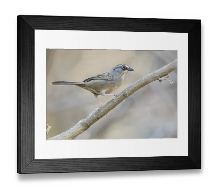 Framed Print : Oaxaca Sparrow (Aimophila notosticta) perched on a branch in Oaxaca