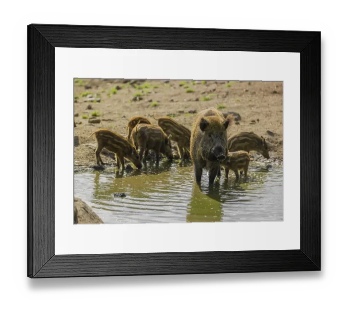 Framed Print : An adult wild boar (Sus scrofa) and a group of piglets stand in a pond and drink Framed Print : An adult wild boar (Sus scrofa) and a group of piglets stand in a pond and drink