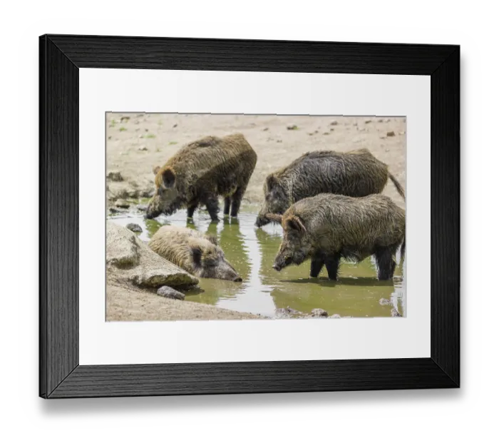 Framed Print : A wild boar (Sus scrofa) takes a mud bath in a small pond Framed Print : A wild boar (Sus scrofa) takes a mud bath in a small pond