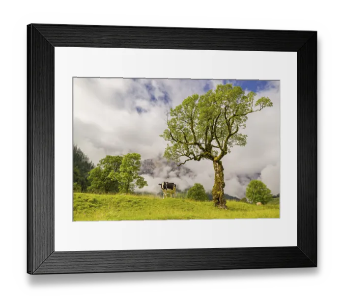 Framed Print : A cow stands under a Sycamore maple tree