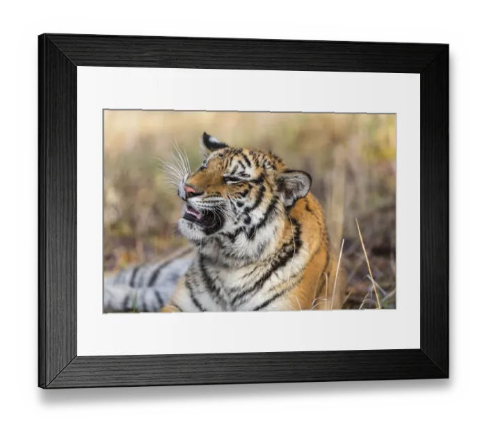 Framed Print : One young female Siberian Tiger