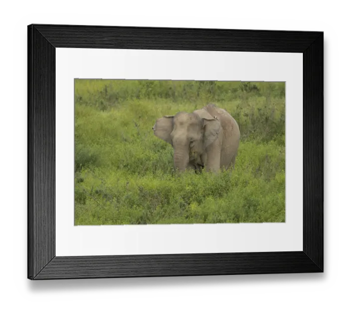 Framed Print : Indian elephants (Elephas maximus indicus) Framed Print : Indian elephants (Elephas maximus indicus)