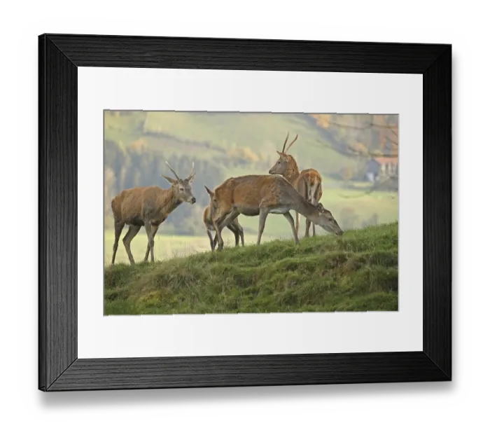 Framed Print : Red deer (Cervus elaphus) female with calf and two one-year-old pups