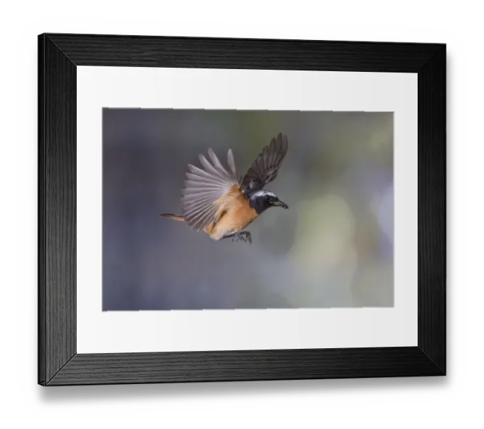 Framed Print : Common redstart (Phoenicurus phoenicurus) Framed Print : Common redstart (Phoenicurus phoenicurus)