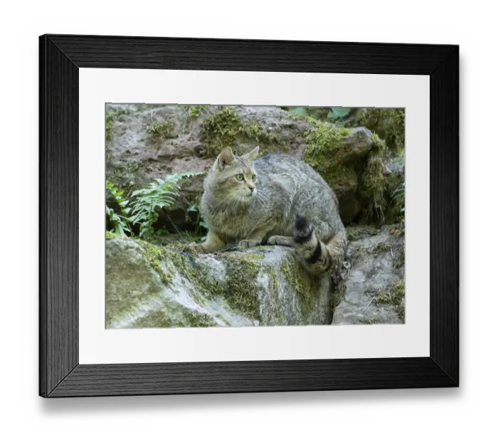 Framed Print : European wildcat (Felis silvestris) sitting on a rock Framed Print : European wildcat (Felis silvestris) sitting on a rock