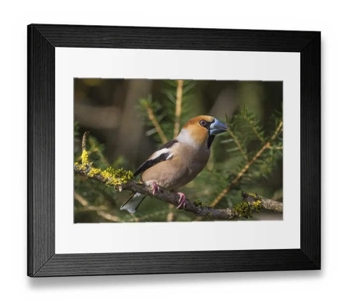 Framed Print : Hawfinch (Coccothraustes coccothraustes) male on a mossy branch