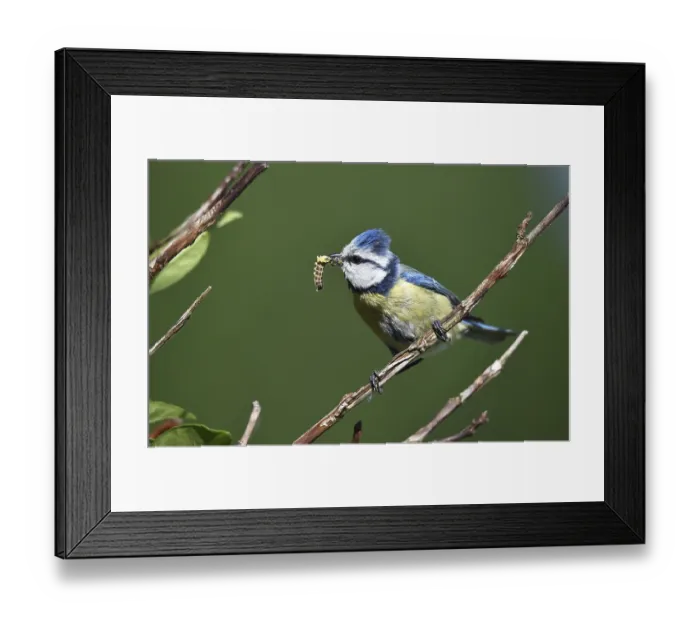 Framed Print : Blue tit (cyanistes caeruleus) with insect in beak