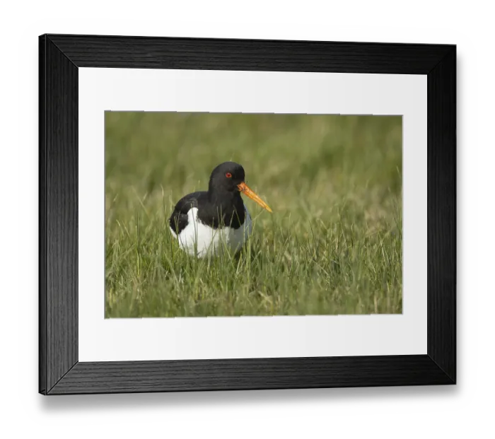 Framed Print : Eurasian oystercatcher (Haematopus ostralegus) adult bird in a grass field
