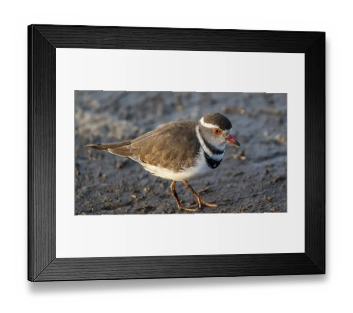 Framed Print : Three-banded plover (Charadrius tricollaris)